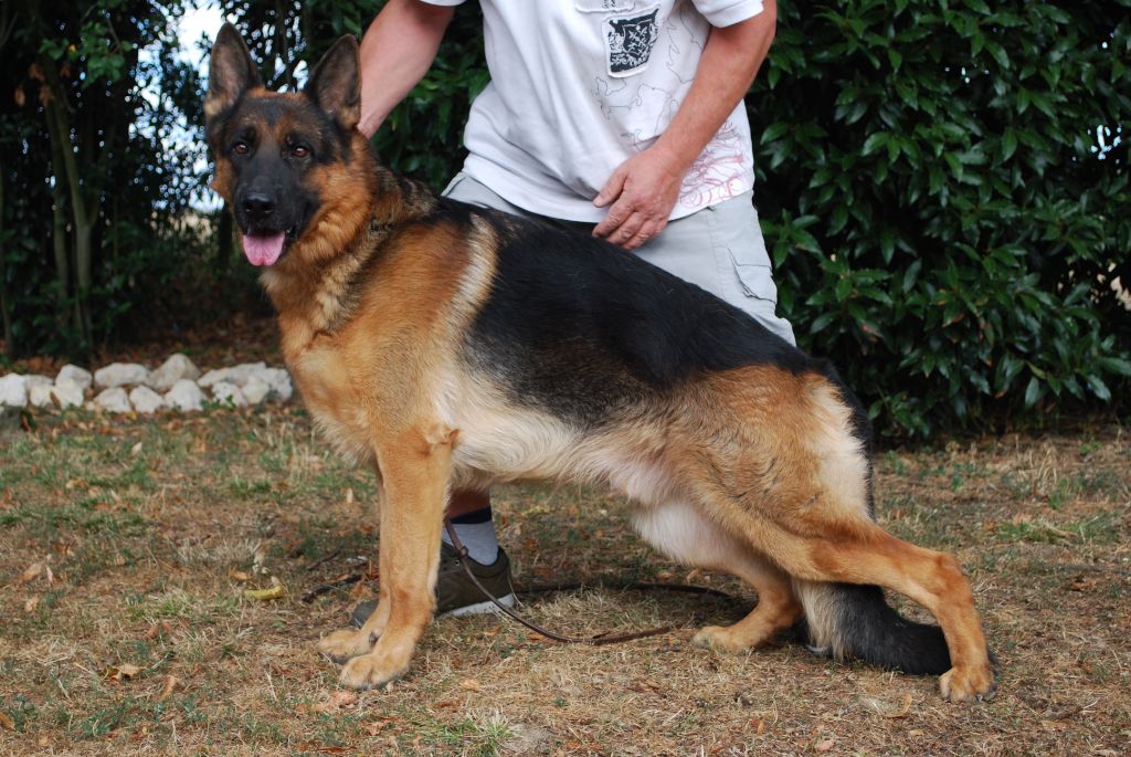 des Greniers du Roy - ROCCAPINA LORIK CANA