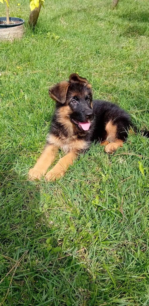 chiot Berger Allemand des Greniers du Roy