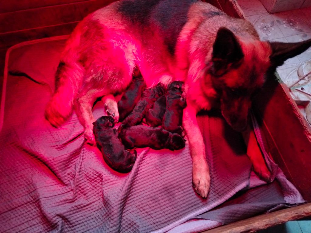 chiot Berger Allemand des Greniers du Roy