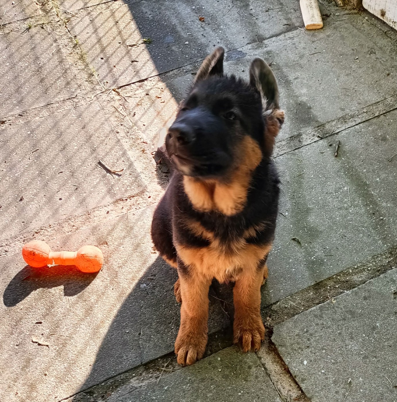 des Greniers du Roy - Chiots disponibles - Berger Allemand