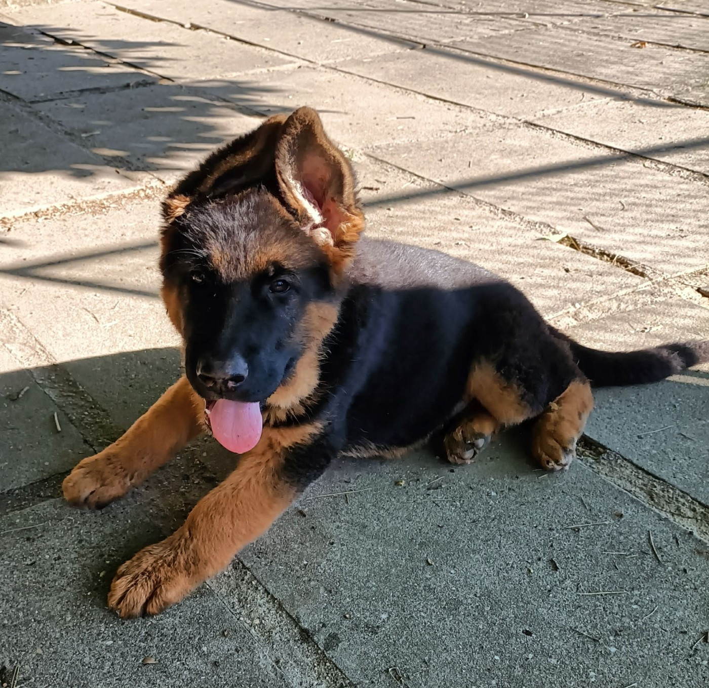 des Greniers du Roy - Chiots disponibles - Berger Allemand