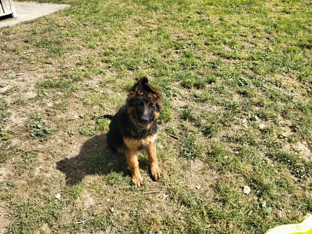 des Greniers du Roy - Chiots disponibles - Berger Allemand Poil Long