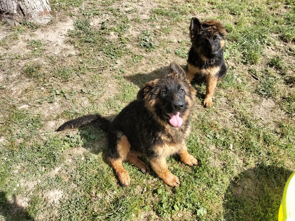 des Greniers du Roy - Chiots disponibles - Berger Allemand Poil Long