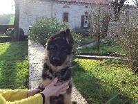 CHIOT