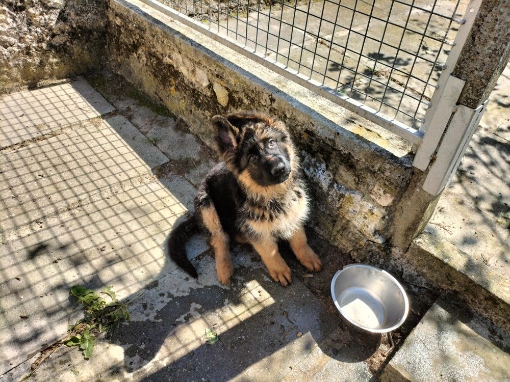 des Greniers du Roy - Chiots disponibles - Berger Allemand Poil Long